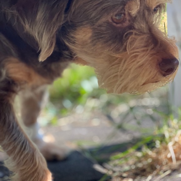 Smoke Free and Pet Friendly Home - Picture 3 of 9